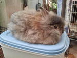 Fluffy Lion Head - Lionhead + Angora Rabbit Rabbit