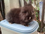 Fluffy Lion Head - Lionhead + Angora Rabbit Rabbit