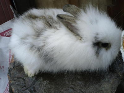 Adorable Fluffy Mix Anggora - Grp1 - Angora Rabbit + Hotot Rabbit