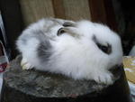 Adorable Fluffy Mix Anggora - Grp1 - Angora Rabbit + Hotot Rabbit