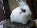 Adorable Fluffy Mix Anggora - Grp1 - Angora Rabbit + Hotot Rabbit