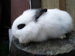 Adorable Fluffy Mix Anggora - Grp1 - Angora Rabbit + Hotot Rabbit