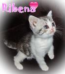 Ribena (Sold) - British Shorthair Cat