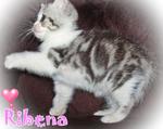 Ribena (Sold) - British Shorthair Cat