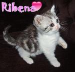 Ribena (Sold) - British Shorthair Cat