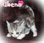 Ribena (Sold) - British Shorthair Cat