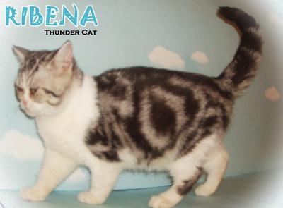 Ribena (Sold) - British Shorthair Cat