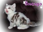 Smeago (Sold) - British Shorthair Cat