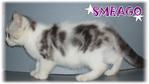 Smeago (Sold) - British Shorthair Cat