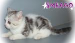 Smeago (Sold) - British Shorthair Cat