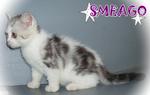 Smeago (Sold) - British Shorthair Cat