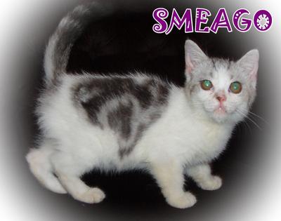 Smeago (Sold) - British Shorthair Cat