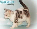 Smeago (Sold) - British Shorthair Cat