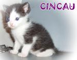 Cincau - British Shorthair Cat