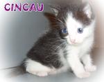 Cincau - British Shorthair Cat