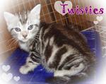 Twisties - American Shorthair Cat