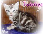 Twisties - American Shorthair Cat