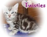 Twisties - American Shorthair Cat