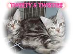 Twisties - American Shorthair Cat