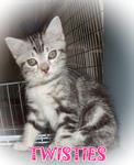 Twisties - American Shorthair Cat