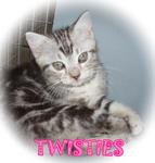 Twisties - American Shorthair Cat