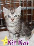 Kit Kat - American Shorthair Cat