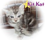 Kit Kat - American Shorthair Cat