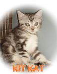 Kit Kat - American Shorthair Cat