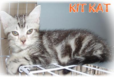 Kit Kat - American Shorthair Cat