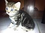 American Shorthair - American Shorthair Cat