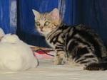 American Shorthair - American Shorthair Cat