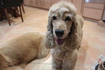 Brownie - Cocker Spaniel Dog