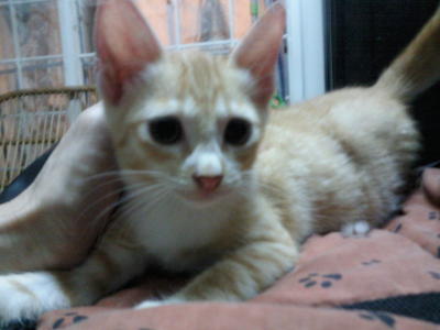 Cutie Little Pie - Domestic Short Hair Cat