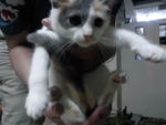 Cutie Little Pie - Domestic Short Hair Cat