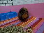 Twinkle &amp; Stardust - Guinea Pig Small & Furry