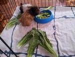 Twinkle &amp; Stardust - Guinea Pig Small & Furry