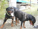 Rottweiler  - Rottweiler Dog