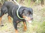 Rottweiler  - Rottweiler Dog