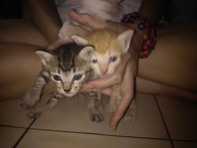 Mixed Siamese With Domestic Cat - Siamese + Domestic Medium Hair Cat