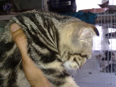 Mix Scottish Fold - Scottish Fold Cat