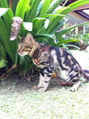 Maximus - Bengal + Domestic Short Hair Cat