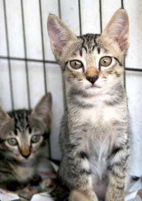 Bobot, Momot, Kokot &amp; Nini - Tabby + Domestic Medium Hair Cat