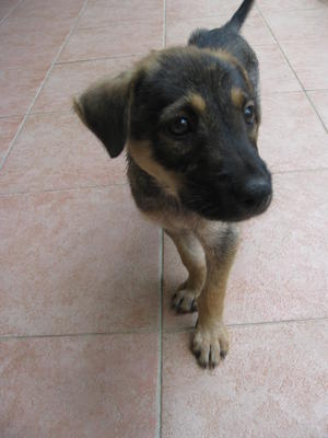 PF30467 - Rottweiler Mix Dog