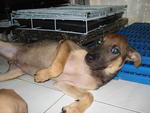 Lucky Dog - Mixed Breed Dog