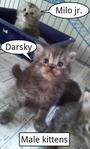 Darsky - Himalayan + Persian Cat