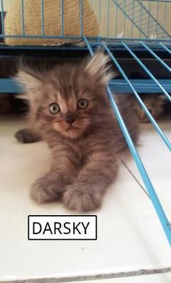 Darsky - Himalayan + Persian Cat