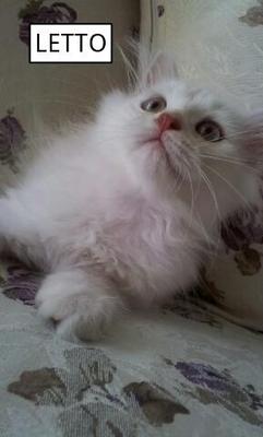 Letto - Persian Cat