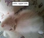 Letto - Persian Cat