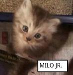 Milo Jr - Himalayan + Persian Cat