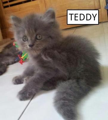 Teddy - Himalayan + Persian Cat